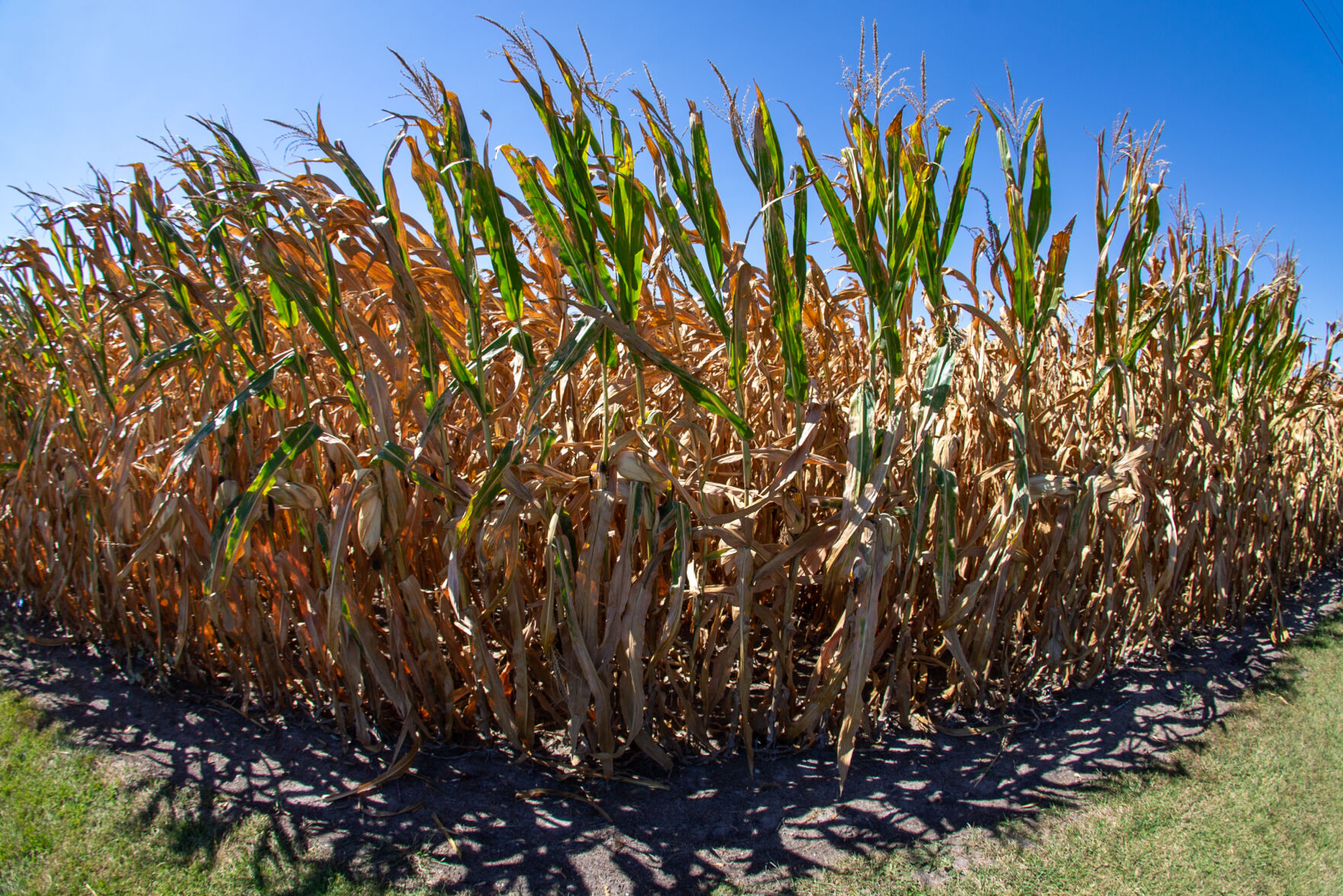 Drought in Mahaska County (copy)